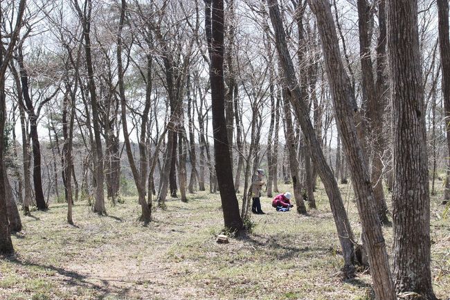 　茨城県水郷県民の森で「野草の自然観察会」があり、参加してきました。<br /><br />表紙写真は、水郷県民の森の雑木林で野草観察中の参加者。<br />