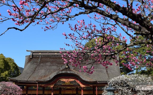 大宰府天満宮の梅の開花が気になる季節になりました<br />境内には200種・約6000本の梅の木があります<br />1月下旬から3月上旬にかけて見頃を迎えるお花が次々と開花しますので<br />その時々に楽しむことができます<br />2/14は紅梅が見頃でした<br />梅は綺麗ですがうまく撮れません <br /><br />本日は梅を見て 最近オープンした古民家をリニュアルしたホテル<br />でのランチ~九州国立博物館で開催中の『フランス絵画の精華』を拝観<br />という予定で訪れました<br /><br />太宰府天満宮<br />天満宮は全国に1万2000程ありますが太宰府はその総本宮<br />