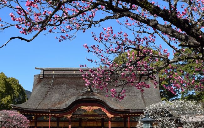 大宰府天満宮の梅の開花が気になる季節になりました<br />境内には200種・約6000本の梅の木があります<br />1月下旬から3月上旬にかけて見頃を迎えるお花が次々と開花しますので<br />その時々に楽しむことができます<br />2/14は紅梅が見頃でした<br />梅は綺麗ですがうまく撮れません <br /><br />本日は梅を見て　最近オープンした古民家をリニュアルしたホテル<br />でのランチ～九州国立博物館で開催中の『フランス絵画の精華』を拝観<br />という予定で訪れました<br /><br />太宰府天満宮<br />天満宮は全国に1万2000程ありますが太宰府はその総本宮<br />