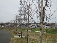 流山市の大堀川緑地・桜並木・注水施設・2020年