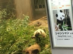 2020パンダ鑑賞記録☆2月は日本列島横断パンダの旅☆上野動物園