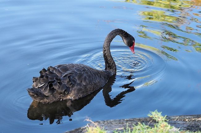 コロナウイルス肺炎流行でキャンセルも考えた今回の旅行。<br /><br />間近に「２週間以内に中国への渡航をしたか？」と旅行社より問い合わせがありました。<br /><br />不安を抱えながらマスクや除菌テイッシュの用意をして出かけました。<br /><br />カンタス航空で関空～シドニー～パース・・乗り継ぎが不安で、アシスト付きツアーを申し込みました。