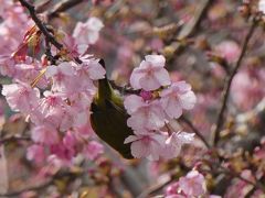 河津桜と兜梅と牛深魚市場感謝祭＠消えゆくマイル消化の旅【4】