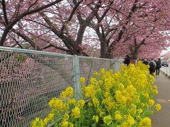 河津桜 in 三浦海岸