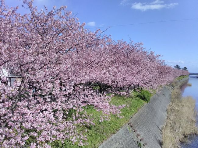 2020年の初旅は、伊豆の河津に桜を見に行きました。<br />2月9日日曜の朝、京都は雪が降っていたので心配したのですが、名古屋あたりから晴れて来て熱海に着いた時はいいお天気でした。<br />熱海からは伊豆クレイルという観光電車に乗って河津まで。<br />車窓から見える伊豆の海に、ちょっぴり春を感じる旅でした。