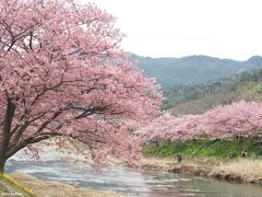 一足早い春便り♪約8千本の桜が満開＠河津桜まつり（１日目）