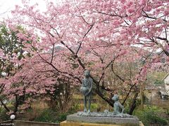 一足早い春便り♪約8千本の桜が満開＠河津桜まつり（２日目）