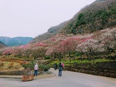 1泊2日 湯河原、河津の旅 初日は湯河原梅林。奥湯河原 山翠楼宿泊