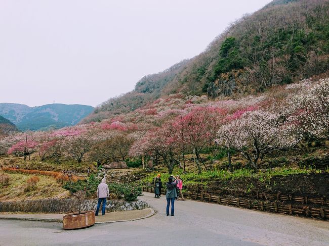 2月14日から1泊2日で、神奈川県湯河原町と伊豆半島南部の河津へドライブ旅行に行って来ました。<br /><br />初日は3000本の紅白の梅が咲き誇る湯河原梅林の梅の宴に行き、奥湯河原温泉の山翠楼に宿泊。<br />ゆったりとした温泉ライフを満喫してきました。<br /><br />翌日の15日は、3年連続で河津桜祭りに行って来ました。<br />天気はあいにくの曇りでしたが、久しぶりに満開。<br /><br />まずは初日の旅行記です。
