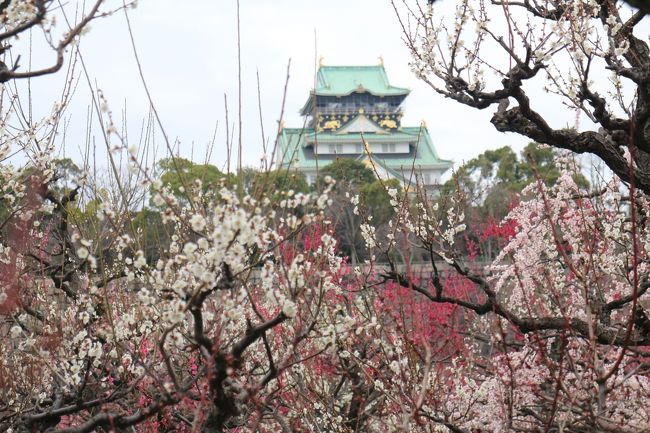 そろそろ梅が見頃かと思って大阪城へ。<br /><br />梅の開花状況はこちらで。<br />https://www.osakacastlepark.jp/flower/plum_grove2020.html<br /><br />表紙写真：大阪城梅林から見た天守閣