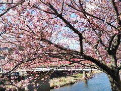 母を連れて伊豆赤沢温泉へ　南伊豆の河津桜は本家よりきれいかも？