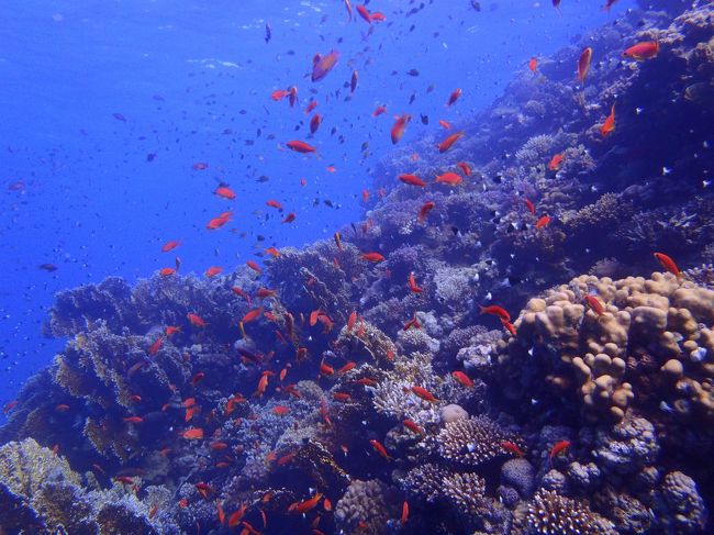 エジプトのハルガダでスキューバダイビングをしてきました。紅海でのダイブです♪日本人インストラクターのいる「サラ・ダイバース」さんにお世話になりました。２日間で6本、ファンダイブよりアドバンスライセンス取得の方が割安とのことでライセンス取得コースにしました。英語が不安でこちらのダイビングショップにしましたがインストラクターは結局エジプト人の旦那様で終始英語でした（笑）！結果楽しく潜れたのでＯＫです＾＾奥様（日本人）もとても優しく色々サポートしてくださいました。＾＾<br /><br />ダイビングショップ：ＳＡＲＡ　ＤＩＶＥＲS<br />アドバンス取得コース２日間、追加ダイブ1本<br />料金:33,100円/人<br /><br />ハルガダ　ホテル：ヒルトン<br />4泊ツイン、朝食込み<br />1泊1部屋10,000円(1泊1人5,000円)