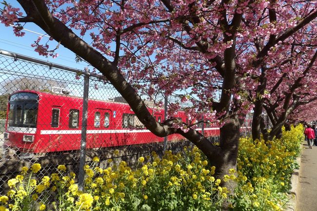 　京急久里浜線が三浦海岸駅から三崎口駅まで伸延されたのは昭和50年（1975年）4月26日のことである。河津桜が植えられて20年になるという。中には大きな幹の木もあり、改めて桜の生長が早いことを実感する。また、第18回三浦海岸桜まつり（2月5日（水）～3月8日（日））が開催中であり、三浦市観光協会では2月15日（土）に満開になったとWebに掲載している。しかし、今日は晴天ではあるが、東京湾フェリーが始発から欠航しているほどで、強風が吹きすさんでいる。帽子を飛ばされているおばさんも見掛けた。<br />　三浦海岸の河津桜と宣伝されているが、河津桜の桜並木があるのは、三浦海岸駅の開業後でも開発が進まなかった地区のようだ。駅の西側を線路沿いに暫らく歩かないと河津桜の桜並木は現れない。この桜並木は約1kmに渡るとされるが、1kmには届かず、6、700m程度であろう。この桜並木の中央より手前辺りに上を道路が横切り、桜並木の最終地点にも上を横切る道路がある。実は、この橋上では東にカメラを向けて人々が電車が来るのを見構えているが、反対側、西を向けば富士山が望める。この橋の手前には大根畑がある台地に上る農道があり、そこからは電柱に邪魔されない富士山が望める。また、数本の桜の枝が富士山の視界の脇に花を咲かせている。<br />　最近、外国人の富士山のビュースポットとして新倉（あらくら）浅間神社がある新倉山浅間公園（山梨県）が取り上げられている。桜と五重塔で富士山が映える。しかし、桜は染井吉野のようで、その開花時期は毎年ずれがあるにせよおよそは決まっている。しかし、色の薄い染井吉野よりは紅枝垂れ桜の方がもっと見栄えがするであろう。あるいは、およそ1ヶ月早く咲き、開花期間がおよそ1ヶ月近いとされる河津桜でもその濃いピンクの色が映える。しかし、国内では歴史が浅いここ三浦海岸の河津桜の桜並木は、こうした富士山とのコラボ（https://4travel.jp/travelogue/11601109）は一切考慮されてはいない。何ということだ。たまたま、橋の横の大根畑の山側端にも農家の人が河津桜を植え、それを上の段の大根畑から見ると富士山と河津桜が何とかコラボする程度なのだ。根元の菜の花とのコラボなどより富士山とのコラボの方がどれ程花見客が喜ぶことか。京急でTV CMを流しているが、河津桜だけではなく、富士山のビュースポットでもあることを宣伝すべきように思う。ただし、富士山が望めるかどうかはその日の天候に左右され、運不運はある。<br />　なお、三浦海岸駅の2つ手前の京急長沢駅から見える久里浜霊園の山の上には五重塔（https://4travel.jp/travelogue/11601112）が建っている。しかし、この場所からは富士山は望めない。残念。<br />（表紙写真は京急沿線沿いの河津桜の桜並木）