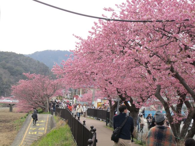 今が時期の河津桜を観に、河津へＧＯ！<br />河津桜まつり☆２編