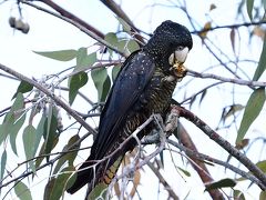 カンタス航空で初めてのパース旅行　③ヤンチャップ国立公園とランセリン大砂丘