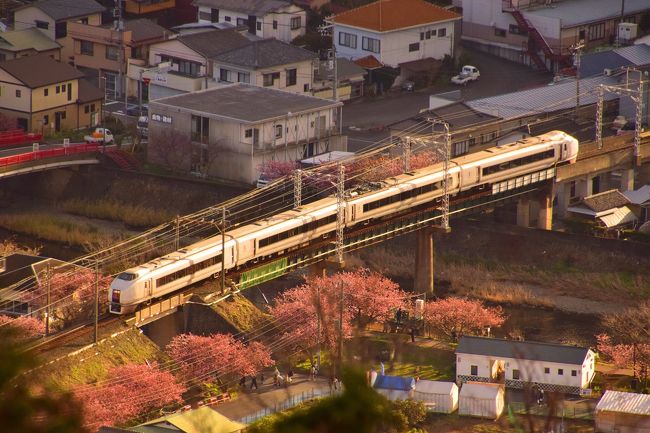 賀茂郡河津町・河津川沿いに咲き広がる早春の河津桜を河津城跡公園から見に訪れてみました。