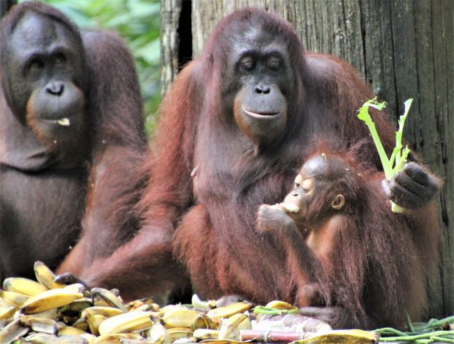 ボルネオ島のジャングルを訪ねる旅②セピロックのオランウータンとマレー熊の保護区へ