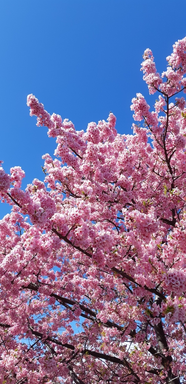 焼津の朝比奈川沿いの河津桜が咲いたかしら？と思い、出かけました。まさに満開でしたよ。また、10年前に訪ねた十輪寺、モクレンの花が素晴らしいお寺にも行ってみましたが、こちらはまだ、蕾でした。3月になれば、満開になるのではー