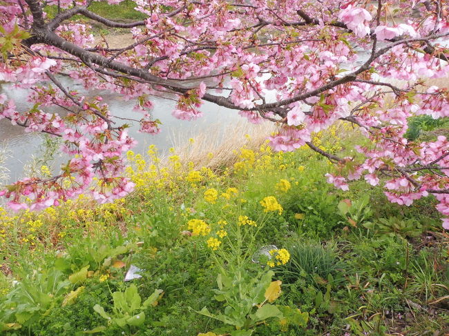 日帰りで2月14日に訪れました。<br />朝早く出て8時には河津川沿いの駐車場にスムーズに止められました。<br />駐車料金は700円でした。<br />河津川に沿って両岸に800本を超える河津桜海に出るまでが植えられています。<br />2/10～3/10の間は桜まつりが開催され賑わっています。今年は暖かったから開花時期が早く2月14日だと言うのにもう満開でした。<br />期間中は18:00～21:00ライトアップされているようです。<br />海に向かって左側には色々な出店も出ていて美味しい物もたくさん。<br />桜色のたい焼きはモッチリ生地で美味しかったです。<br />桜あん、小倉あん、クリーム3個セットでした。<br />右端には無料で利用出来る足湯もあってオススメです。<br />