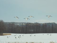 冬の北海道　さいはて野鳥紀行　鶴居村のタンチョウ