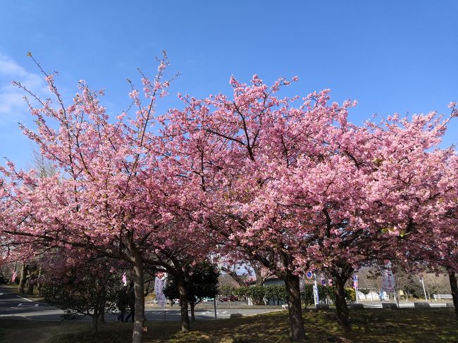 静岡県は　何回も訪れているが　最近は避寒に行く事も、多い。<br />東京より　少し温度が高い。<br />何回、来ても　見どころも多く飽きない所だ。<br />美味しい食べ物が多いのも　魅力だ。<br /><br />旅の家計簿　4泊5日<br />ホテル代　東横イン北口 11850円<br />　　　　　ヴェルシオーネ　ふっこう割 5000円と ポイント 1600円<br /><br />交通費　7098円<br /><br />飲食お土産代　9208円<br /><br />合計　28156円<br />