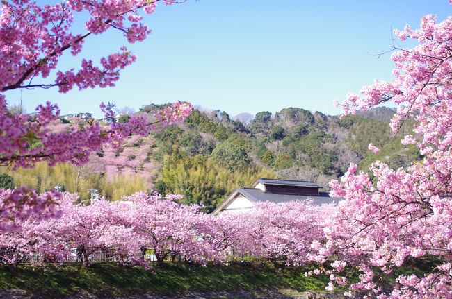 １８～１９日と伊豆旅行へ。<br />（クリックして大きな画像でみてくださいね）<br /><br />目的は、河津桜<br />暖冬の影響で、満開になるのが平年より早く。。すでに葉桜になっている木も多数<br />お花見は見ごろに合わせて旅をするのはほんとに難しいこと。<br /><br />予定では、２１日に宿をとっていたのだけど。。<br />桜の開花状況を見て、早めたというわけ<br />空室状況をチェックし１８日に空きが出たのを見てすぐ変更してもらったのだった<br />大正解だったのじゃないかな。。<br /><br />自宅<br />↓<br />河津<br />↓<br />橋立吊橋<br />↓<br />ハーベストクラブ熱海伊豆山