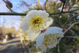 2020新春、ちらほら咲いた枝垂れ梅(5/5)：針名神社(2)：拝殿、社務所、手水舎、秋葉山