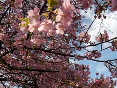 横浜でも河津桜が満開－2020年