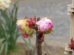 冬に花芽を付けた牡丹が全て開花の運びです