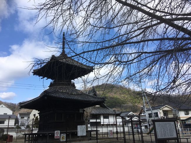 愛犬とドライブがてら散歩しました。<br /><br />笠岡市のいちょう公園→笠岡ベイファームの菜の花