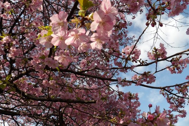 　神奈川県では温暖だとされる三浦海岸でも2月15日（土）には河津桜が満開となり、花見に行った2月17日（月）には早くも散り始め（https://4travel.jp/travelogue/11601238）の感じであった。昨日、TVに映された松田町の河津桜も見頃である。ここ横浜（南部）でももう河津桜が満開になっている。やはり、桜が咲く頃というよりは桜が散る頃の春の陽気が続いたら、河津桜であれ、染井吉野であれ、開花から満開、散り始めは日を置かないようだ。<br />　今年の桜（染井吉野）の開花も例年になく相当に早まるものと期待される。<br />　なお、寒緋桜はまだで蕾は堅いように見える。<br />（表紙写真は満開の河津桜）