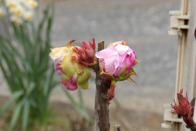 　冬に花芽を付けた牡丹が全て開花の運びになった。昨年（2019年）12月初旬に開花した路地植えの牡丹（https://4travel.jp/travelogue/11572945）には3つの膨らんだ蕾とまだ小さな2つの蕾が付いていた。3つの膨らんだ蕾はその後、年が明けて1月下旬（https://4travel.jp/travelogue/11592654）から順次開花した。最後に残っていた2つの蕾もようやくほころび始めている。満開となるのは週末か、あるいは連休まで掛かるか？<br />　ここまでになれば、もう、異常気象のためこの冬に花芽を付けた牡丹が全て開花の運びになったと断言できる。<br />　なお、この春に例年のように開花するであろう芽がたくさん付いており、この冬に記録的な暖冬という異常気象のため開花した、あるいは蕾がほころび始めて開花する運びになる7輪の花はこの牡丹の株にはそれほどのダメージはなかったようだ。<br />（表紙写真は2つの蕾がほころび始めた路地植えの牡丹）
