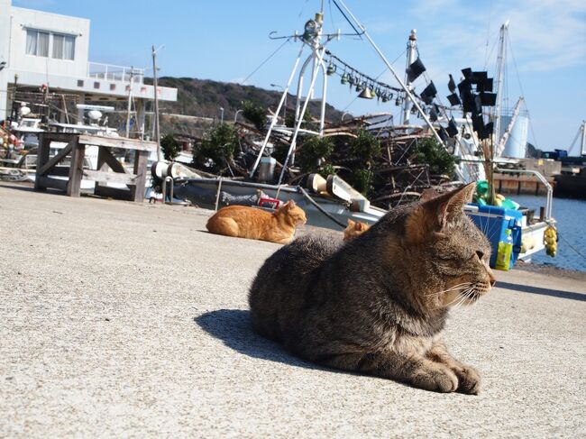 数多の旅行記の中からご覧いただき誠にありがとうございます(^^)/<br /><br />今年（令和２年）に入り連日世間を賑わしている新型コロナウィルス（COVID19）による肺炎。<br />中国からの往来がストップしたり、クルーズ船が隔離されたりと、どこまで騒動が広まっていくのか収拾が尽きません。<br />そんな最中の今回の行った来ましたよマレーシア　何せチケット取ったの8ヶ月も前の話だし(^^;)<br />そんな訳で周囲の多少の心配も余所に予定通り有休もとっていざ出発！<br /><br />KLからのエアアジアXで福岡へ戻りました。 僅かな滞在時間ですが、頑張って相島を目指します(*^ー^)ノ♪<br />２月１６日　　羽田発エアアジアＸでクアラルンプールへ<br />２月１７日　　ＫＬ着後マラッカへ移動　　　泊）マラッカ<br />２月１８日　　マラッカ観光　　　ＫＬからの深夜便で福岡へ<br />２月１９日　　朝　福岡着　相島へ　夕方ピーチで成田へ　更に信州の自宅へ