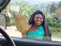 ウガンダ・ルワンダ　マウンテンゴリラとナイルの源流　④クイーンエリザベス国立公園ドライブサファリ　ゴリラの起点、キソロへの移動がメインかも？