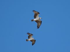 カンタス航空で初めてのパース旅行　④　ピナクルズとギルダートン