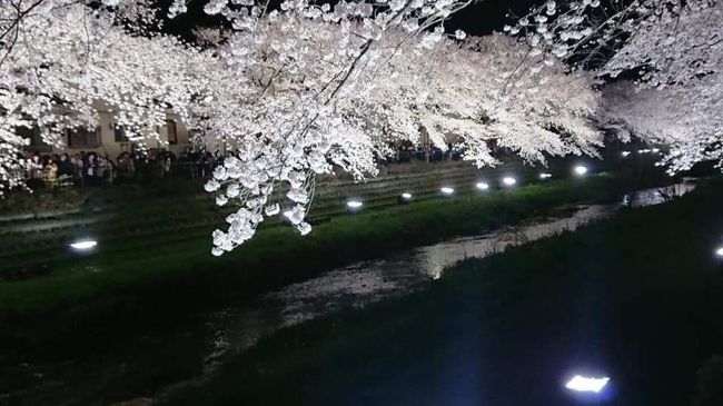 毎年、１日だけ、<br />18:00から21:00まで<br />たった３時間だけ、<br />多摩川の支流、野川の夜桜を<br />850メートルにわたりライトアップ。<br /><br />開催日は、桜の開花状態、天気を見て<br />２日前に アークシステム と言う会社が<br />ホームページで発表。<br /><br /><br />もともとは、この照明会社が、従業員の<br />花見のために一本だけライトアップした<br />ところから始まるそうです。<br /><br />「マツコの知らない世界」で取り上げられ<br />一躍に有名になりました。<br /><br />それはそれはすごい人！<br />ですが、一見の価値は十分にあります。