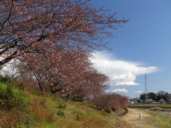 深谷市(旧 岡部地区)の「榛の森公園」へ、河津桜を見に行きました。周辺地域の河津桜よりも早く咲く場所とのことですが、この日(2月18日)は、咲き始めでした。蕾の多くは、今にも咲きそうな状態なので、近いうちに満開の河津桜を楽しめると思います。<br /><br />旅行記作成に際しては、深谷市および榛の森公園のホームページ、「GOいせさき」など関連するネット記事を参考にしました。