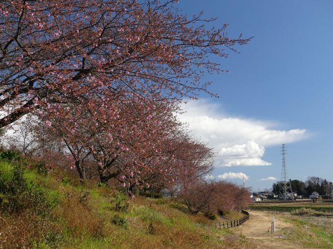 深谷市（旧 岡部地区）の「榛の森公園」へ、河津桜を見に行きました。周辺地域の河津桜よりも早く咲く場所とのことですが、この日（２月１８日）は、咲き始めでした。蕾の多くは、今にも咲きそうな状態なので、近いうちに満開の河津桜を楽しめると思います。<br /><br />旅行記作成に際しては、深谷市および榛の森公園のホームページ、「ＧＯいせさき」など関連するネット記事を参考にしました。