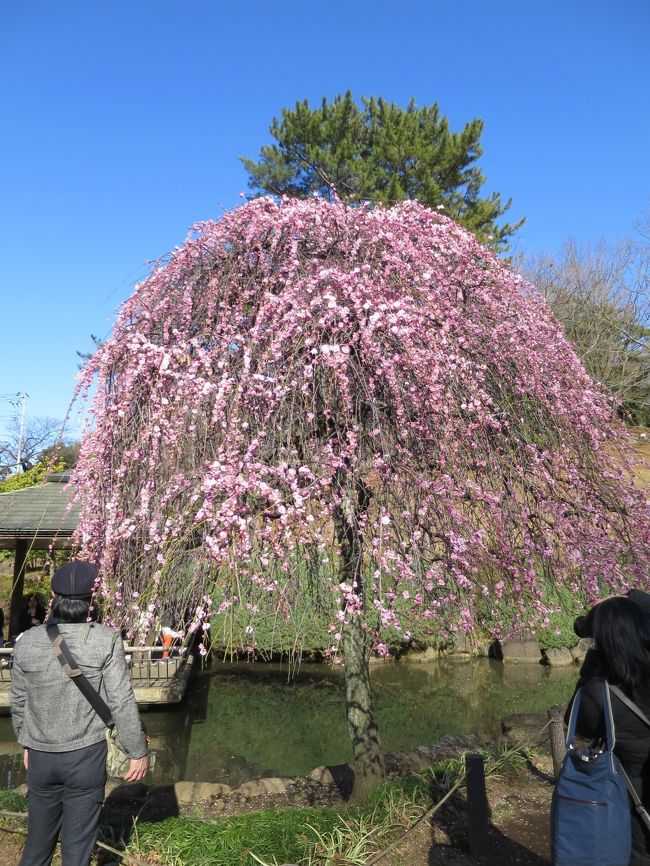 大倉山公園の梅林<br /><br />梅林全体の８割以上の木が咲いていて、見頃を迎えていました。<br />天気も良く大勢の人が訪れ観梅し、食事などを楽しんでいました。<br /><br />今週末の2月22日（土）・23日（日）には、大倉山観梅会が開催されます。<br />ちょっと見ごろを過ぎてしまうかな？