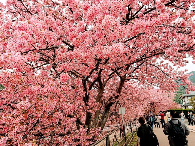 1泊2日 湯河原、河津の旅。2日目は河津桜祭り