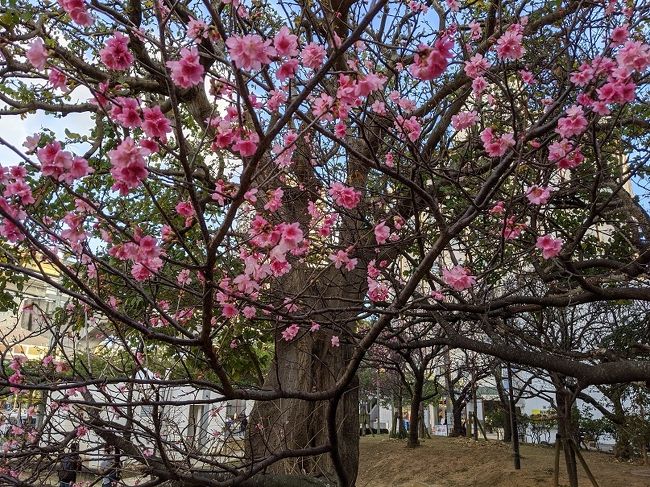 いつかは見てみたかった沖縄の桜、ぎりぎり間に合いました。<br />天気予報がおおはずれ、なんと気温２７度の暑い沖縄にしかも<br />雨の予報でしたが、たった1日だけ雨降りで運が良い旅行でした<br />