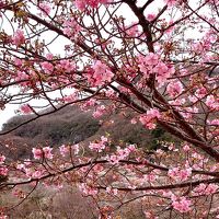 2020年2月 湯河原旅行♪梅の宴でほっこりお花見♪のんびり温泉♪