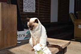 京都☆梅宮大社　猫だ～♪酒だ～♪梅だ～♪　