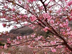 2020年2月 湯河原旅行♪梅の宴でほっこりお花見♪のんびり温泉♪