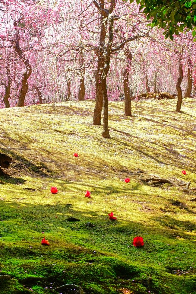 今年の冬は暖冬で、春の花が例年より早く咲き始めているとのこと。<br />三日前に関西ローカルの情報番組で京都の『城南宮』から中継があり、今がちょうど見頃だということで、可愛い&quot;しだれ梅&quot;が紹介されていました。<br /><br />城南宮はしだれ梅の名所で、今まで何度となく訪れていましたが、普通の梅とは違いシャワーのように流れ咲く梅の可愛さは格別で... 今年もどうしても見たくなり、中継のあった翌日に出かけてきました。<br /><br />城南宮の神苑にある「春の山」では、150本のしだれ梅が春の訪れを告げ、咲き始めから６分咲きの状態の「探梅」、見頃で満開の「観梅 」、散り始め花びらの絨毯が楽しめる「惜梅 」と移り行くのだとか。<br /><br />訪れた時はちょうど「観梅」状態で、ピンクや白のしだれ梅が咲き誇る景色が広がっていました。そして苔庭に落ち椿というしっとりした景色もあり、春の美しい景色を思う存分に楽しむことができました。