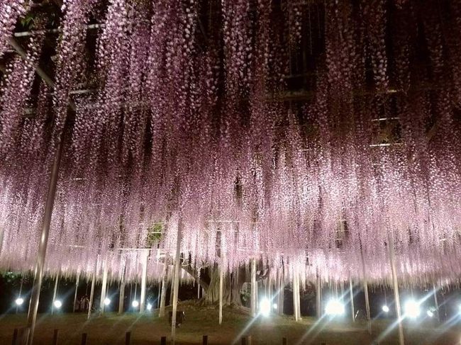 春になるとテレビで報道される<br />茨城県 国営ひたち海浜公園のネモフィラ<br />栃木県足利フラワーパークの大藤<br />１日でどちらも回る強行ツアー&#9829;️<br /><br />お花大好きなお義母様を誘って<br />旦那と車椅子押し係りにと中学生の息子を<br />美味しいもの食べさせてあげるから&#9829;️とつれ、<br />激混みの観光地へ！！！<br />