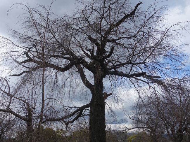 円山公園を散策。桜がまちどおしい。