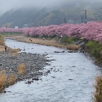 河津桜2020雨の花見編