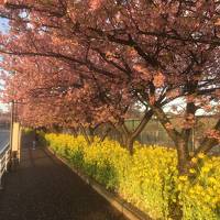 河津桜の三浦海岸