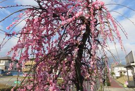 2020新春、蕾から七分咲の枝垂れ梅(1/7)：名古屋市農業センター(1)：街路樹、紅梅と白梅